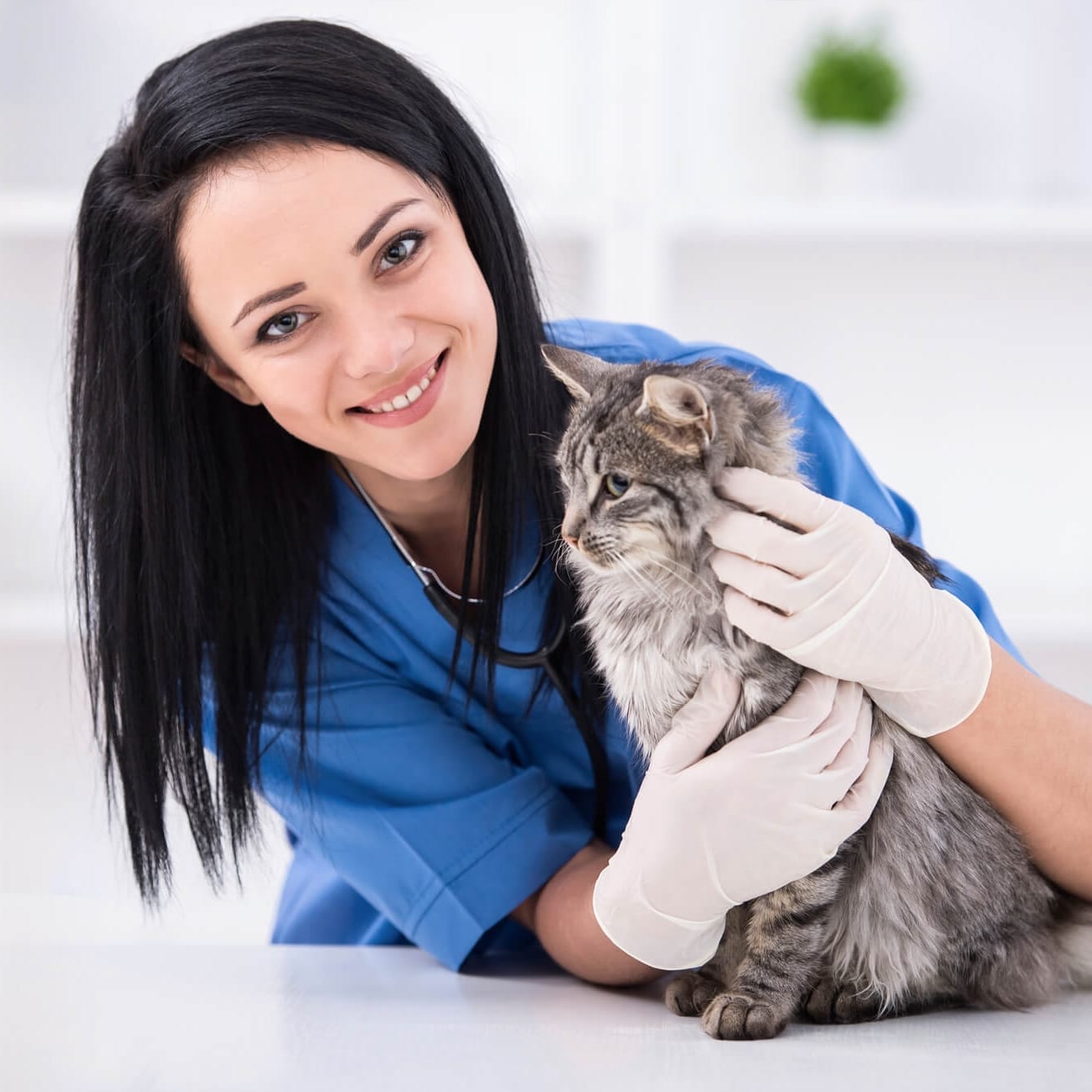 cat vet